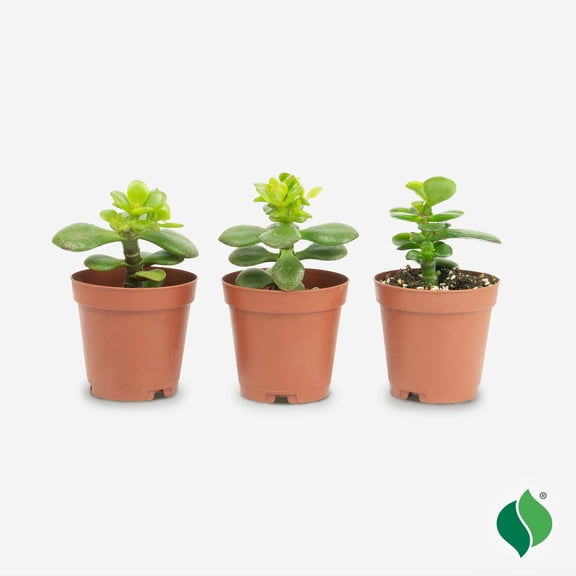 Jade Succulent 3pk