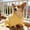 🌻 Yellow#40, variant on Pet Drying Robe Hooded Absorbent Wrap for Dogs and Cats Adjustable Washable for Home Travel after Bath