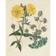 thumbnail image 2 of Edwards, Sydenham 20x24 Black Ornate Wood Framed with Double Matting Museum Art Print Titled - Garden Pairings III, 2 of 4