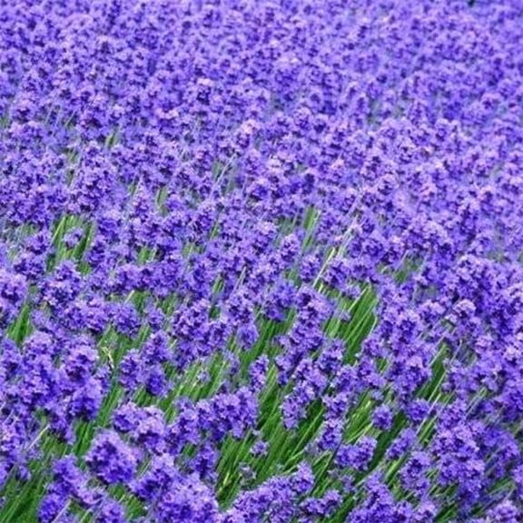 Munstead Lavender Flower Garden Seeds - 500 Mg Packet ~400 Seeds - Perennial Herb Gardening Seeds - Lavandula angustifolia
