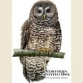 thumbnail image 3 of CafePress - Northern Spotted Owl Light T Shirt - Light T-Shirt - CP, 3 of 4