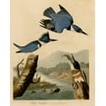 thumbnail image 2 of Vintage Apple Collection 26x31 Black Ornate Wood Framed with Double Matting Museum Art Print Titled - Belted Kingfisher, 2 of 4