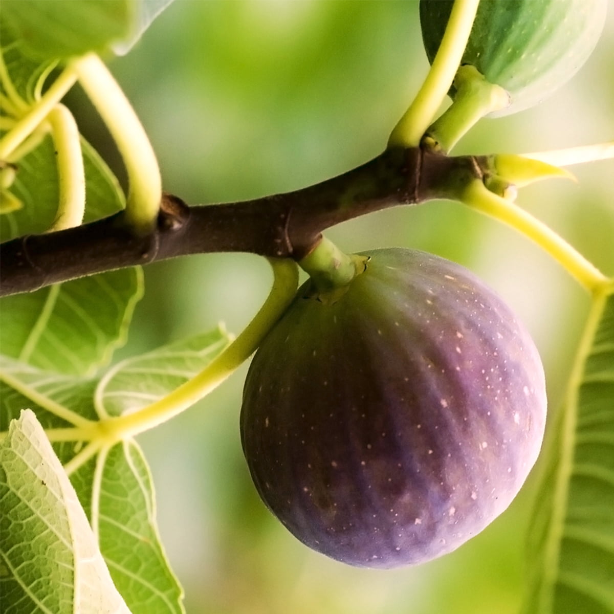 1 Gal. Chicago Hardy Fig Tree - Fruiting Cold Hardy Variety - Self Pollinating