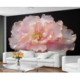 thumbnail image 3 of Peony Floral Wall Mural, 3D Pink Floral Murals For Living Room, Modern Luxury Large Wallpaper, Flower Pattern Hd Photo, Peony Home Decor & Gift 110"W x 79"H (Not Peel and Stick), 3 of 6