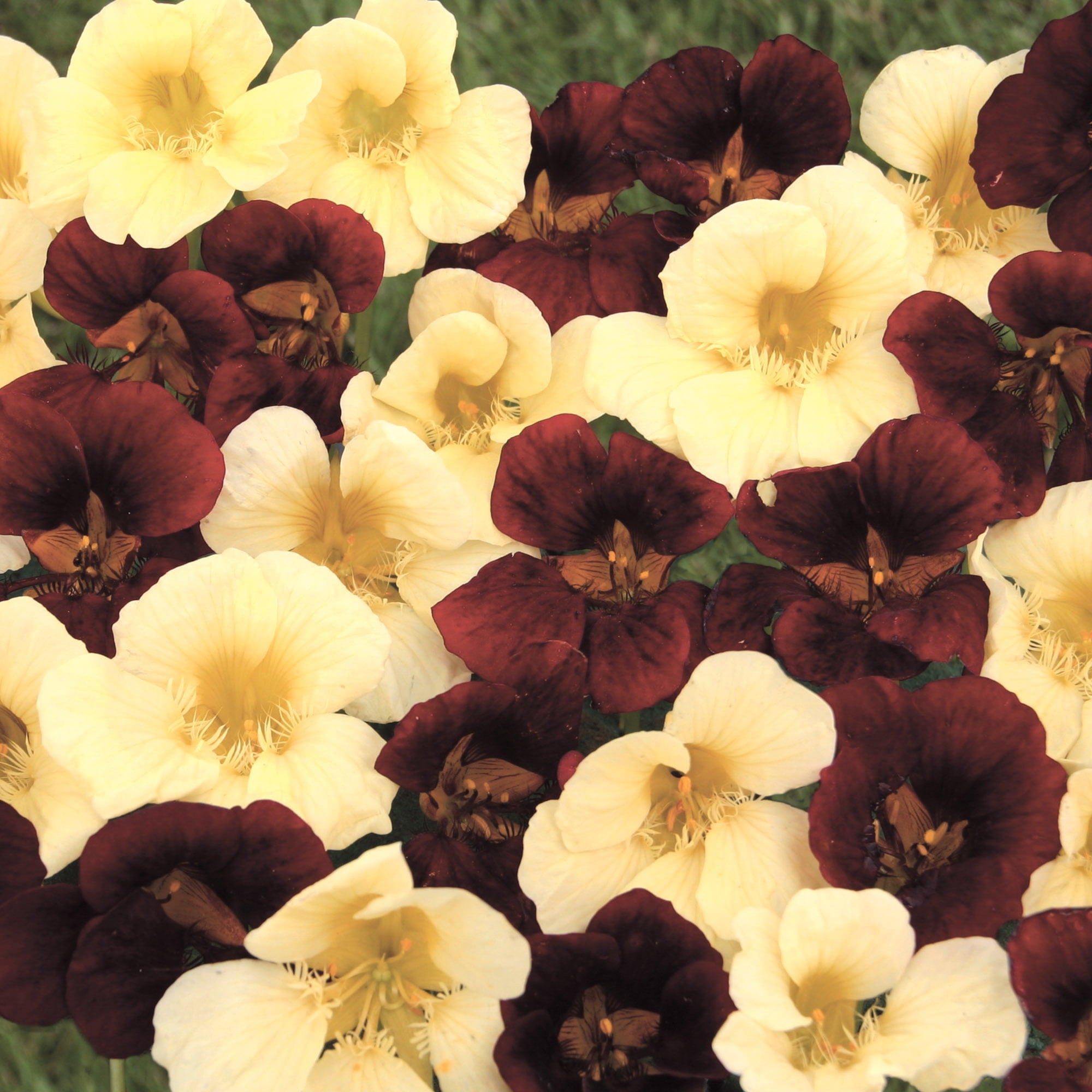 Burpee Night and Day Mix Nasturtium Flower Seed, 1-Pack