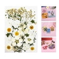 thumbnail image 3 of segolike 2 Set Dried Pressed Flowers Bulk Crafts DIY Resin Jewelry Decor Accessories, 3 of 9