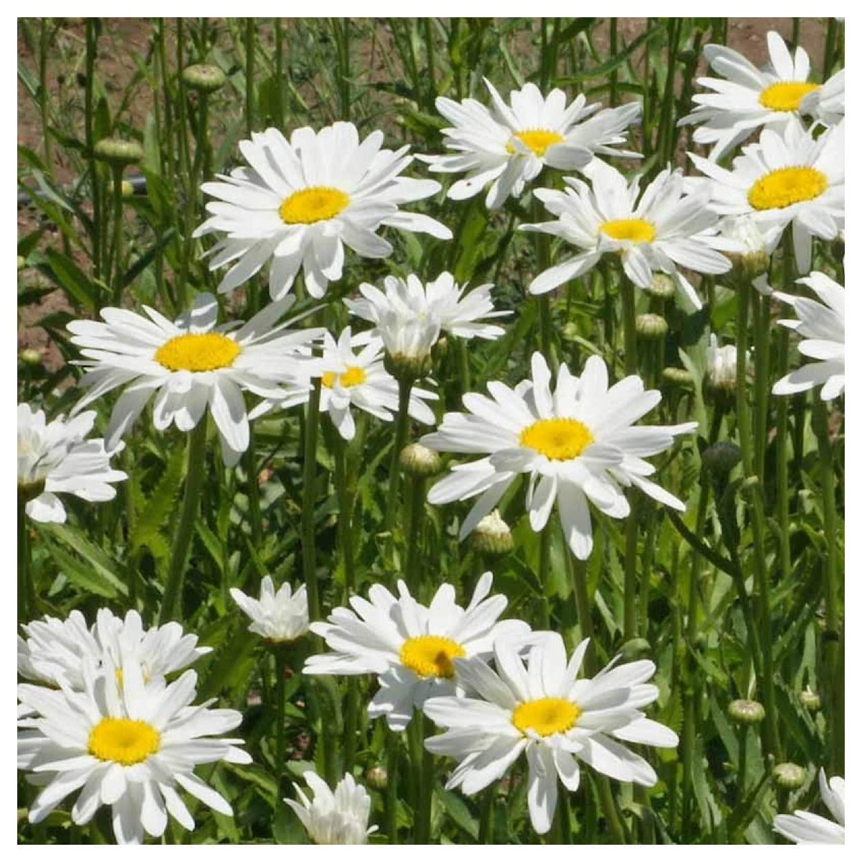 Everwilde Farms - 1 lb Alaska Shasta Daisy Garden Flower Seeds - Gold Vault Bulk Seed Packet
