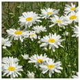 Everwilde Farms Alaska Shasta Daisy Perennial Spring Summer Flower