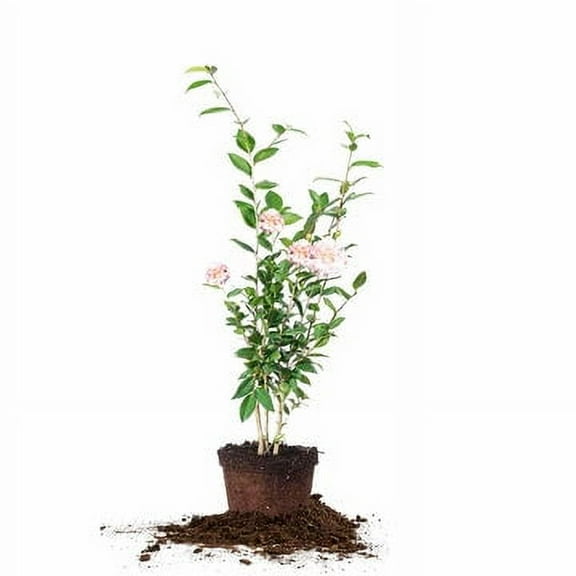 3 Gal. Camella High Fragrance - Fragrant Pink Flowers - Winter Bloom