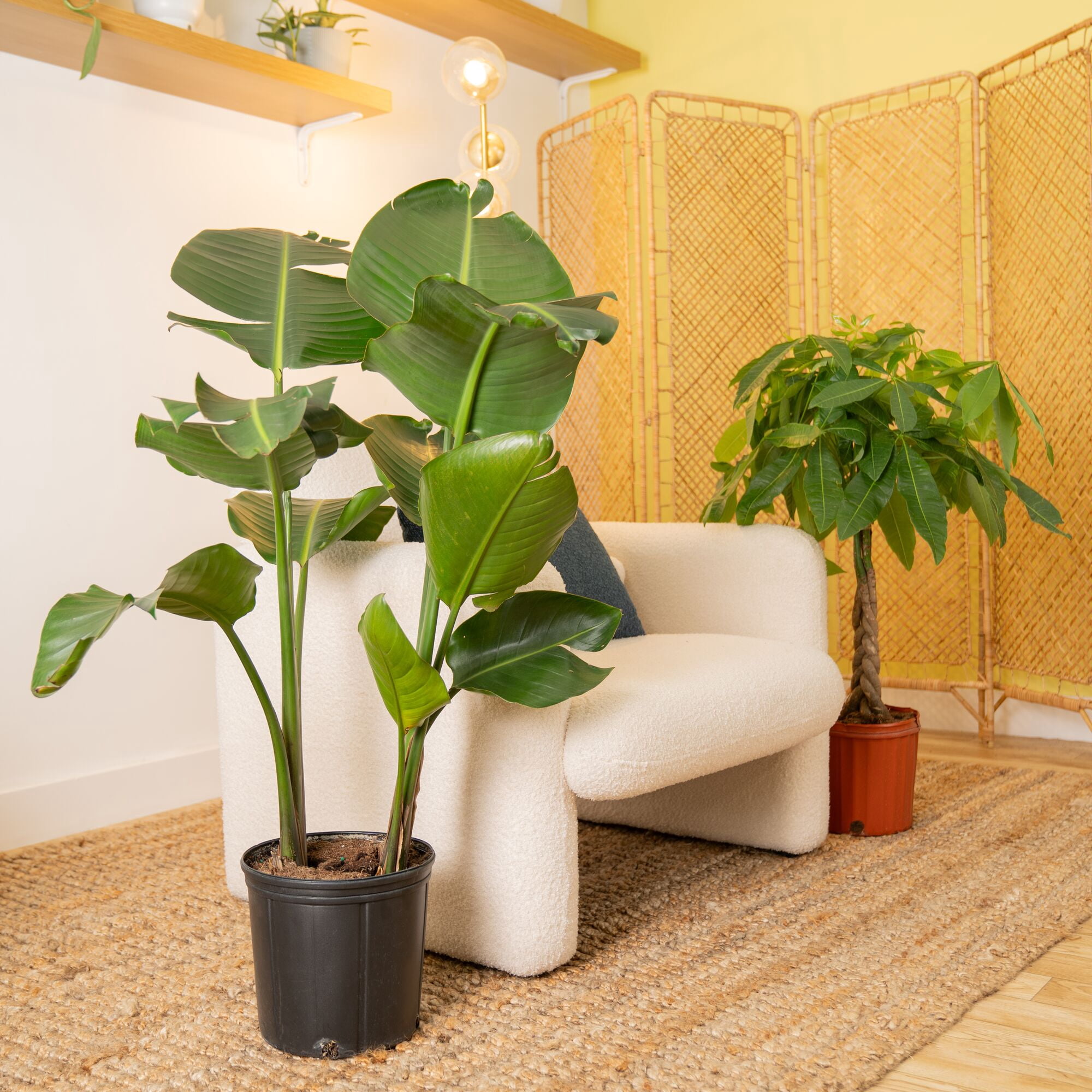 Costa Farms 24" Pachira Money Tree and White Bird House Plant in 10" Grower Pot (2 Count)