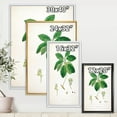 thumbnail image 4 of Designart 'Ancient Botanicals V' Farmhouse Framed Canvas Wall Art Print, 4 of 5