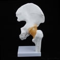 thumbnail image 1 of De La Articulación De La Cadera Humana De Tamaño Natural Con Anatomía Humana Médica Del Modelo De Ligamento Soledad Articulación de cadera humana, 1 of 10