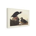 thumbnail image 2 of John James Audubon 'Black Or Surf Duck' Canvas Art, 2 of 3
