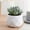 A, variant on Mini Multicolor Artificial Succulents in Plastic Pot, Zero Maintenance Faux Potted Plants Ornament, Long Lasting Fake Greenery Decor for Desk Windowsill Office Bedroom Kitchen, Housewarming Gifts