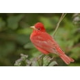 thumbnail image 2 of Welling, Dave 24x17 Gold Ornate Wood Framed with Double Matting Museum Art Print Titled - TX, South Padre Is Male summer tanager on a limb, 2 of 4