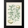 thumbnail image 2 of Vision Studio 17x24 Black Modern Framed Museum Art Print Titled - Buchoz Tropicals III, 2 of 5
