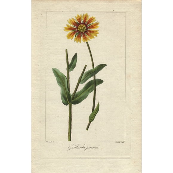 Blanket Flower, Gaillardia Aristata, Native To America Poster Print By Â® Florilegius Mary Evans (24 X 36)
