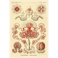 thumbnail image 2 of Haeckel, Ernst 13x18 Gold Ornate Wood Framed with Double Matting Museum Art Print Titled - Haeckel Nature Illustrations: Anthomedusae, 2 of 4