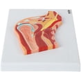 thumbnail image 2 of Axis Scientific Shoulder Joint Section Anatomy Model, 2 of 9