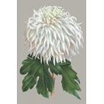 thumbnail image 2 of Vision Studio 17x24 White Modern Wood Framed Museum Art Print Titled - Chrysanthemum on Gray II, 2 of 4