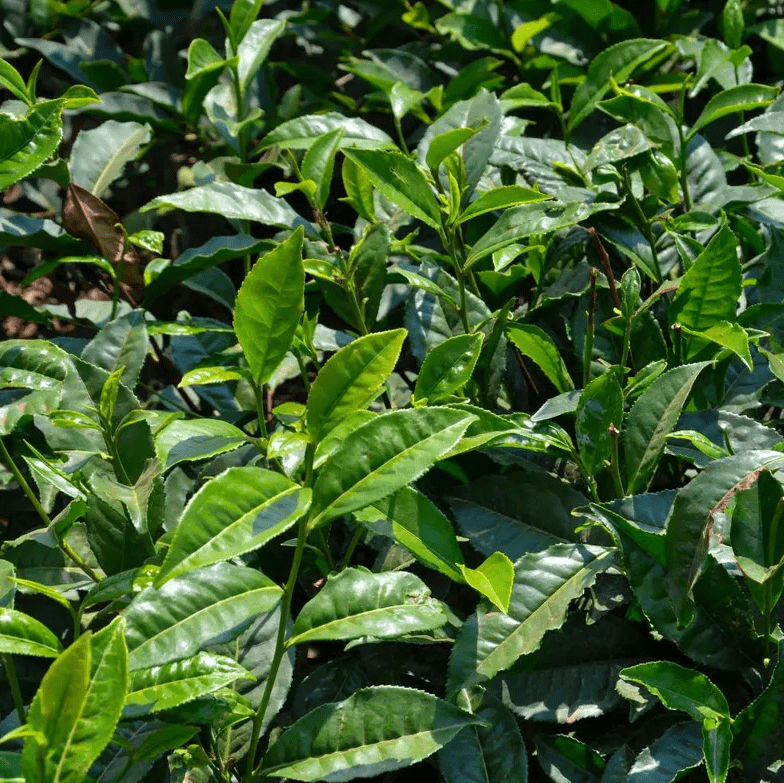 Camellia Sinensis Live Tea Plant 4-8 Inch Tall, Green Tea Starter Plant, Evergreen Herbal Plant for Indoor & Outdoor Garden