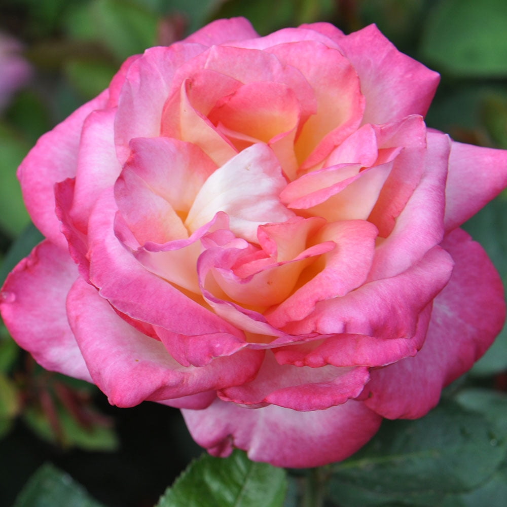 Heirloom Roses - The McCartney Rose™ Hybrid Tea Rose Plant - Walmart.com