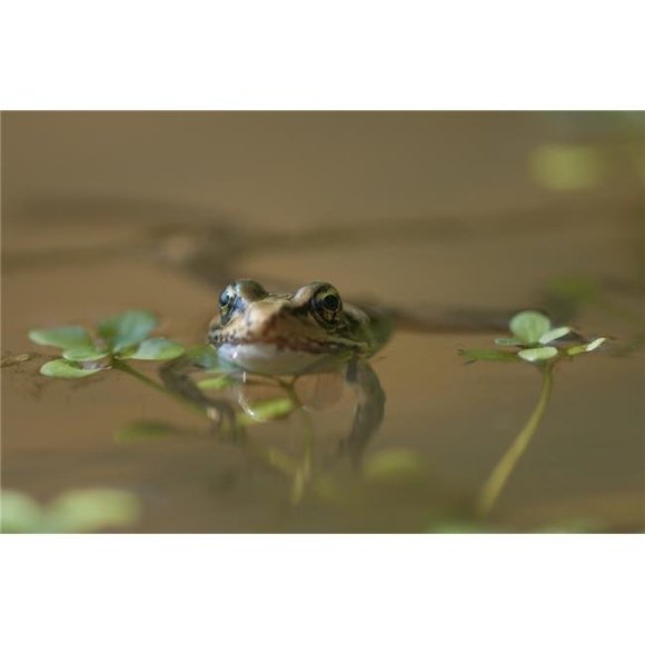 Design Pics DPI2373769 A Red-Legged Frog Floats in A Pond - Astoria Oregon United States of America Poster Print, 19 x 12