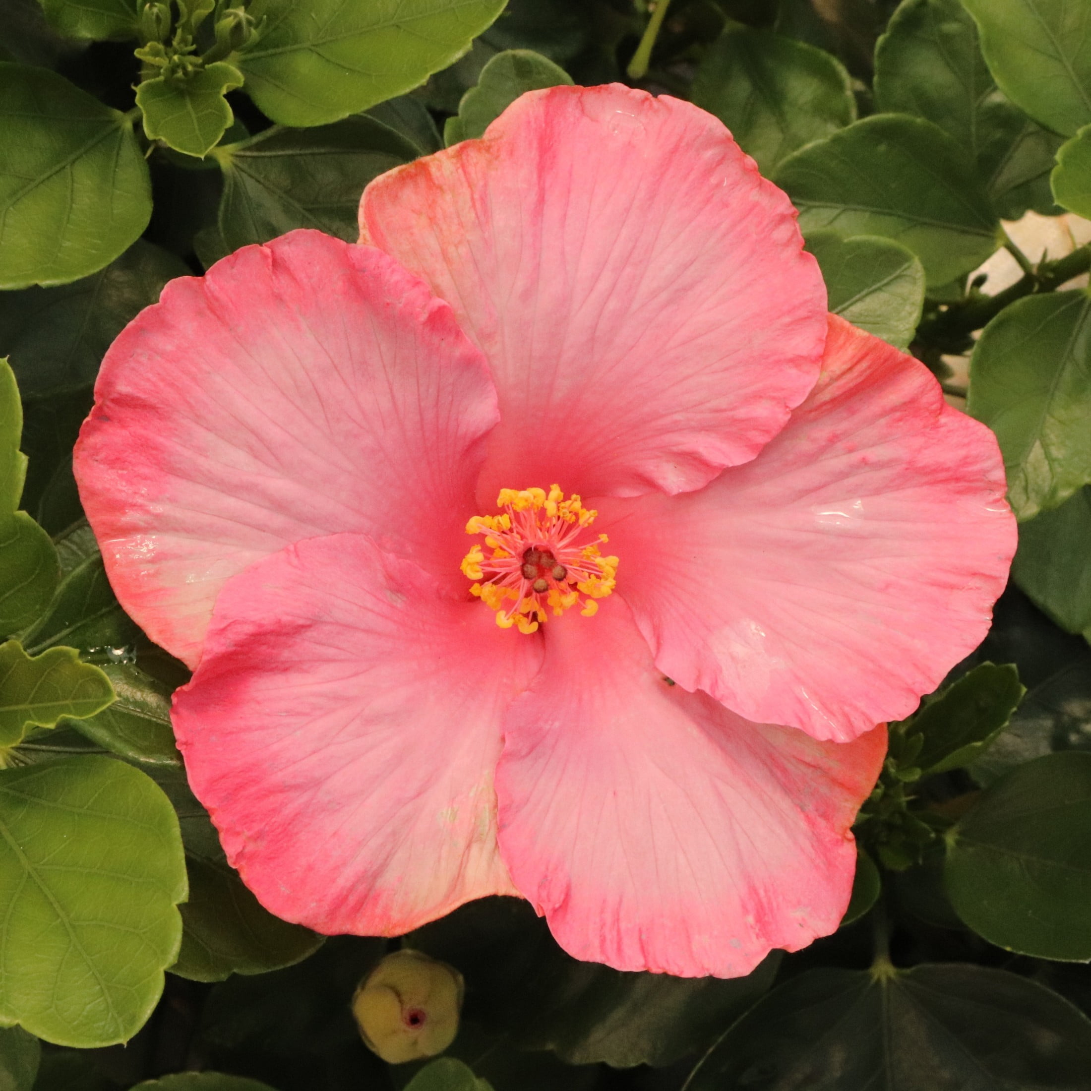 Proven Winners ColorChoice 6" Pink Hollywood Hibiscus First Lady Tropical Hibiscus Live Plant in 7.5" Pot