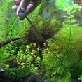 thumbnail image 4 of Aquarium Terrarium Scissors Planting Scissors, Stainless Steel Aquarium Tank Aquatic Plant Scissors Tools for Fish Tank Plants, 4 of 9