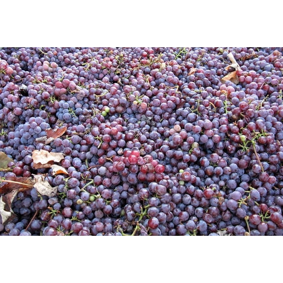 5 Catawba Grape Vines, Bareroot