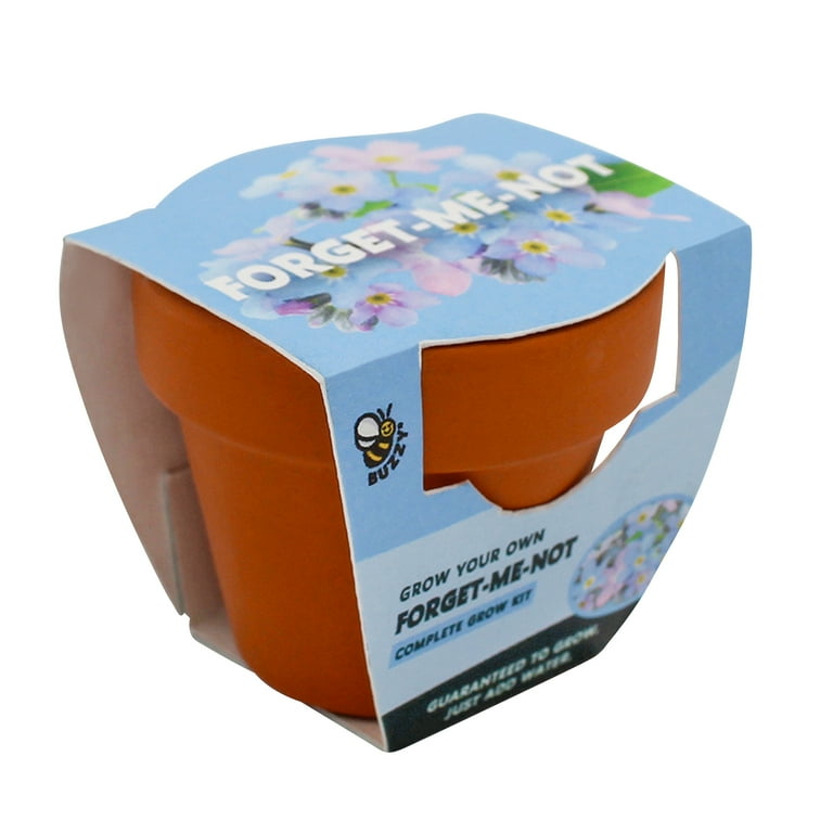 Buzzy Forget Me Not Flower Grow Kit with Mini Terra Cotta Pot