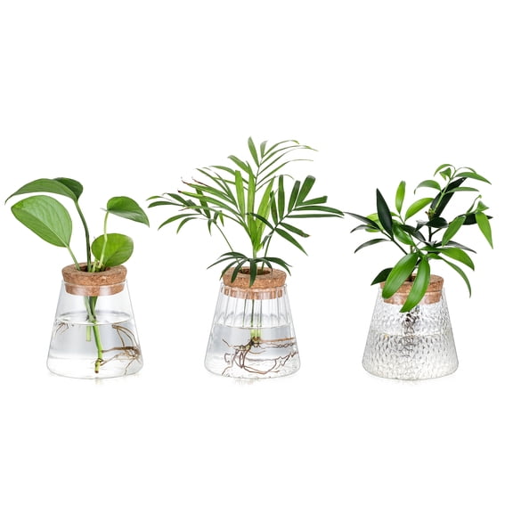 Glasseam Set of 3 Glass Plant Propagation Stations: Small Hydroponic Vases for Herb Cuttings Rose Stems & Flowers Thick Glass with Cork Lids for Home Desk Kitchen Decor
