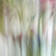 thumbnail image 2 of Poinski, Dianne 20x20 White Modern Wood Framed Museum Art Print Titled - Nature Veiled 1, 2 of 4