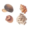 thumbnail image 1 of Miniature Mushroom Figurine, Plants Learning Static Decor Fine Details Simulated Mushroom Model Early Education  For Desktop For Kids, 1 of 8