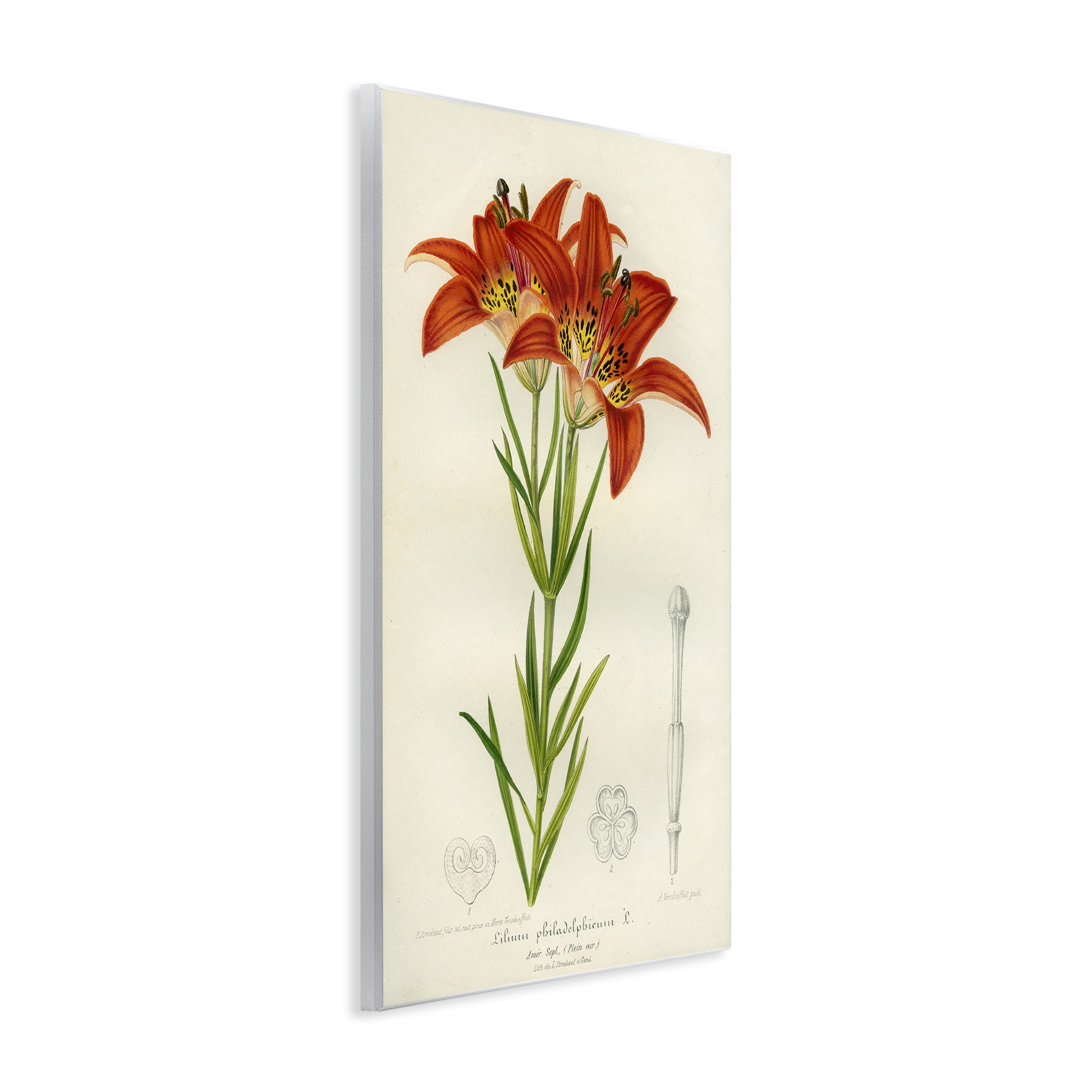 Stupell Industries Western Red Lily Wall Plaque Art, design by Print Collection
