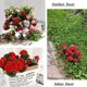 thumbnail image 3 of Xiao Hua 4 flores artificiales de geranio rojo de imitación, 36 cm de largo, para exterior, jardín, interior, decoración del hogar., 3 of 3