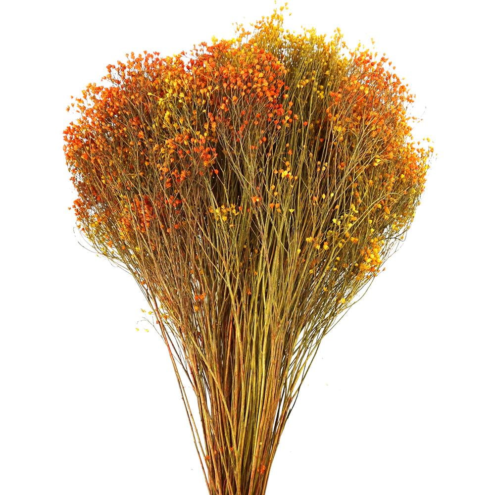 Dried Natural Broom Blooms Flower Bundle, Autumn
