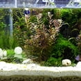 thumbnail image 1 of unbranded Plataforma Acrílica Para Reptiles Con Ventosas Para De Peces Y Terrario, 1 of 8