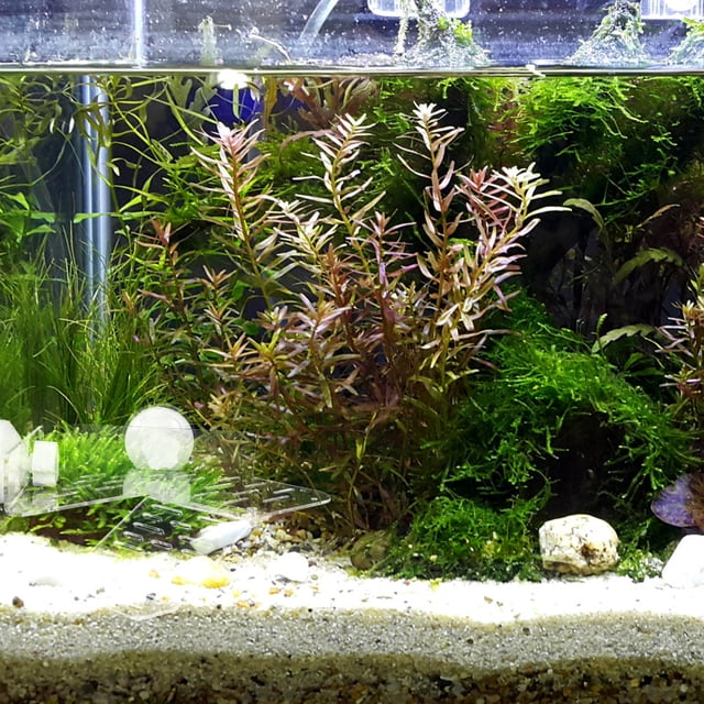 unbranded Plataforma Acrílica Para Reptiles Con Ventosas Para De Peces Y Terrario