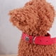 thumbnail image 2 of KAKOWELY collar de cuero rojo con diseño de calavera para Halloween, ajustable, para mascotas, suministros para perros y cachorros., 2 of 4