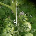 thumbnail image 1 of 100 piezas de gancho en J para verduras de tomate de 13 cm para evitar que la fruta se caiga, 1 of 4