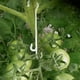 thumbnail image 1 of 100 Uds. Clips de fijación para plantas de jardín de 13CM, Clips de soporte para plantas trepadoras, Clips para tomates, soporte para tomates, 1 of 5