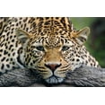 thumbnail image 2 of Jones, Adam 32x23 White Modern Wood Framed Museum Art Print Titled - Leopard resting facing forward-captive animal, 2 of 4