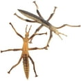 thumbnail image 5 of KAKOWELY 2 Pcs Modèle d'Insectes Simulation Éducatif Statue d'Insectes Modèles de Reconnaissance des Insectes, 4.13x"X3.54"X0.39 Pouces, 5 of 5