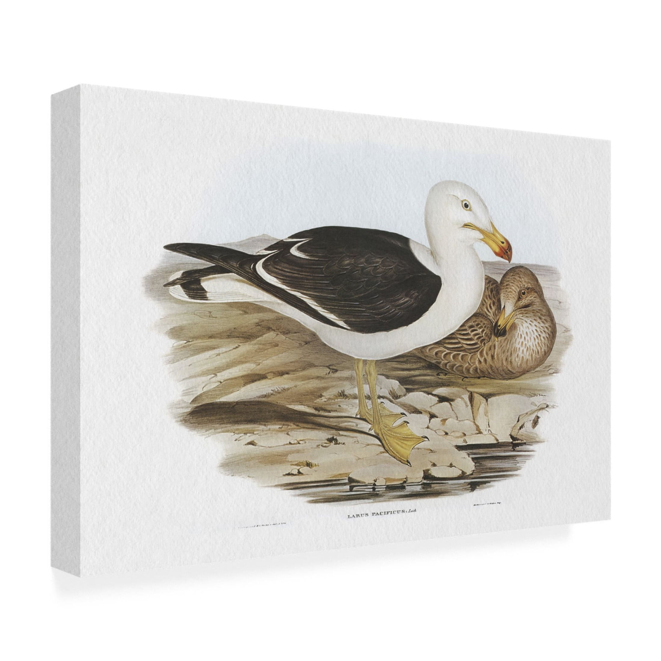 Trademark Fine Art Elizabeth Gould Seabird Pairing I Canvas Wall Art