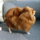 thumbnail image 5 of SGACAI Peluche de perro de simulación realista para niños, juguete de peluche Pomerania Dol, venta, 5 of 7