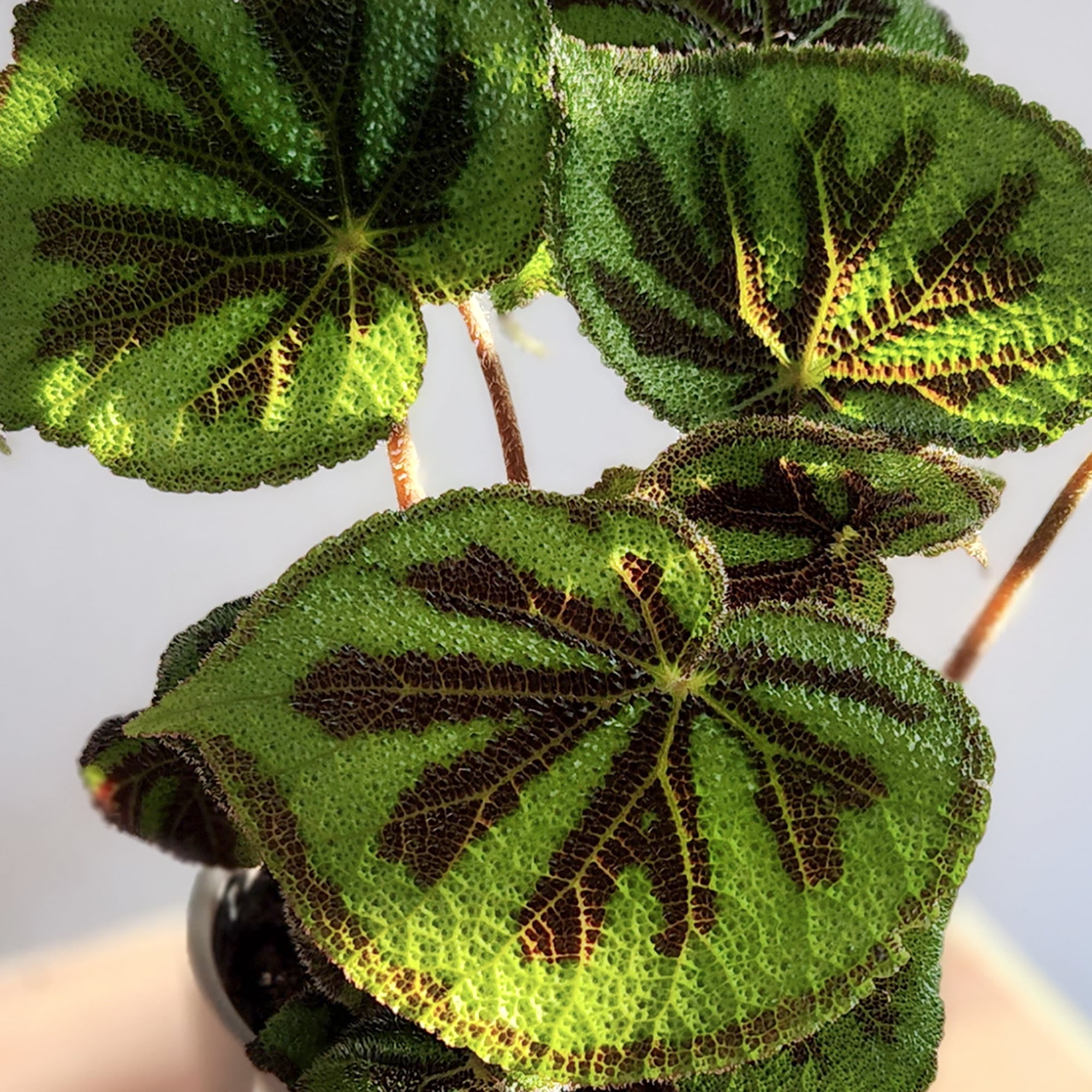 Element Iron Cross Begonia Rock in 6" White Decor Planter (Approx 15" Tall) Live Plant