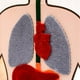 thumbnail image 4 of Órganos De Anatomía Ayudas Para La Enseñanza Órganos Del Cuerpo Humano Juguete Educativo Temprano Para Niños Inevent FN006142-00, 4 of 6