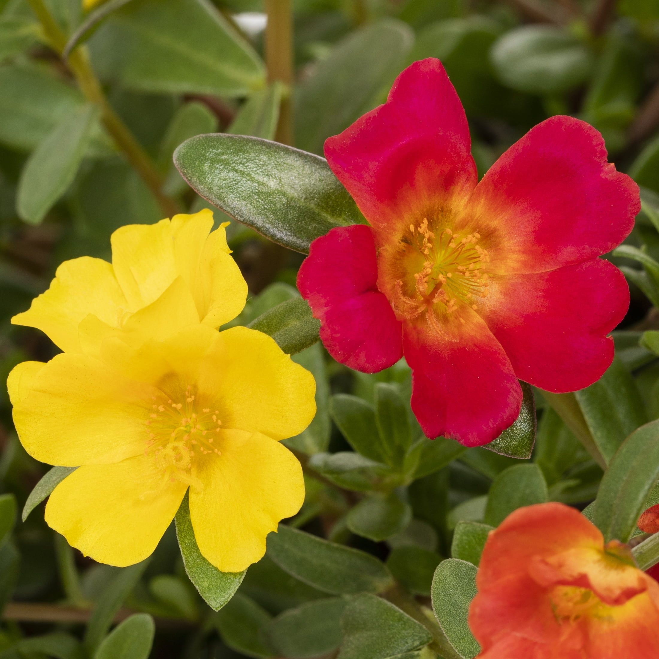 Expert Gardener 1.5gal Multicolor Portulaca Live Annual Plant Hanging Basket Sun