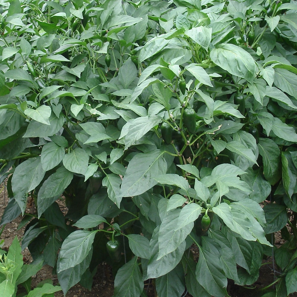 Bonnie Plants Jalapeño Hot Pepper 2.5 gal. Cage, Live Plant